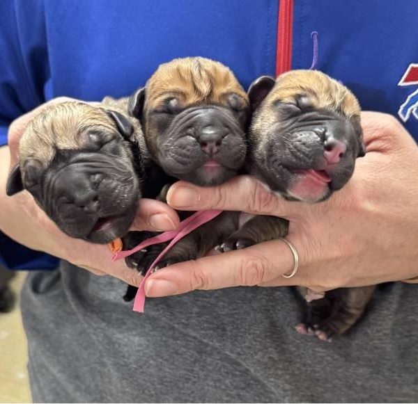 newborn-puppies-held-in-hands