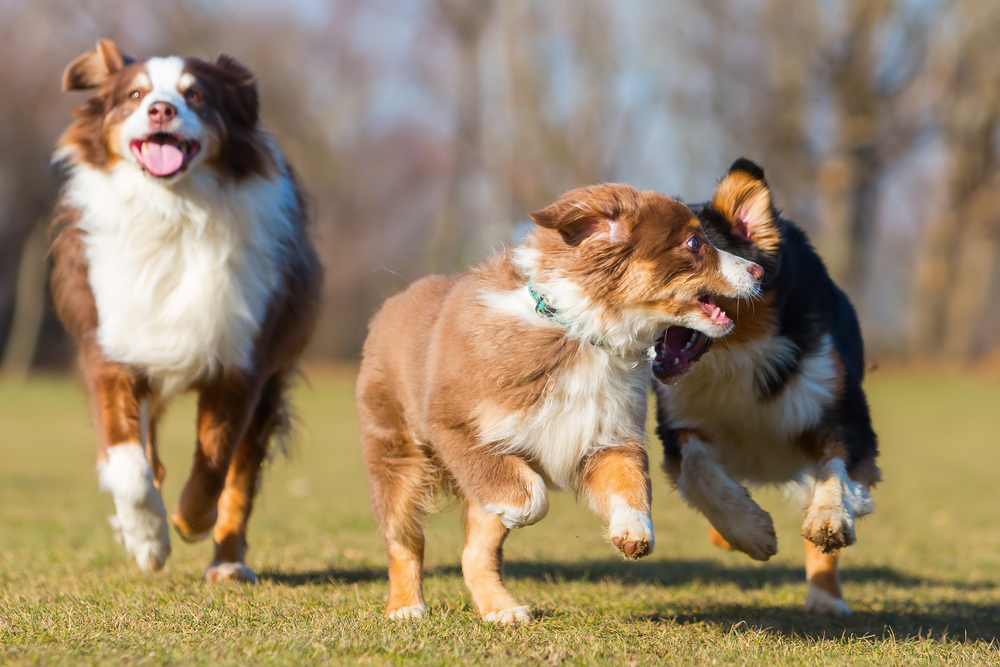 Veterinary Surgical Care and Monitoring in Clinic – Vet Williamsville NY