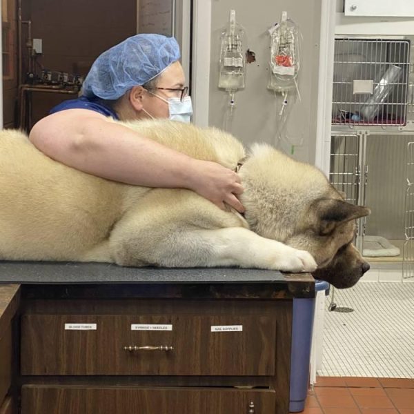 vet-examining-large-dog-on-table