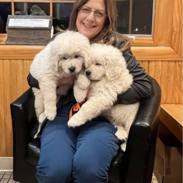 vet-holding-two-fluffy-puppies