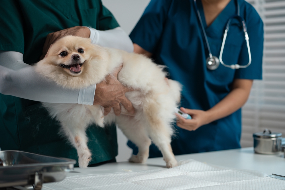 veterinarian and an assistant fill out a sick puppy history and Injection.