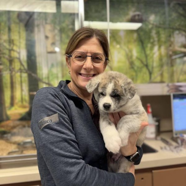 veterinarian-holding-husky-puppy-clinic
