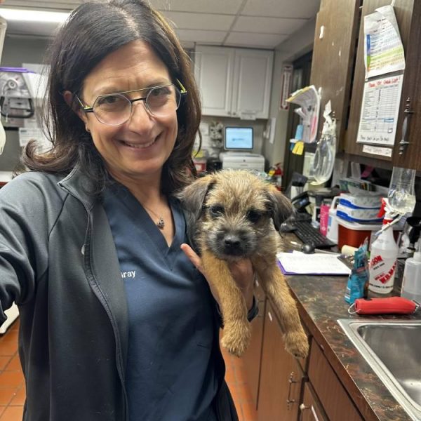 veterinarian-holding-terrier-clinic
