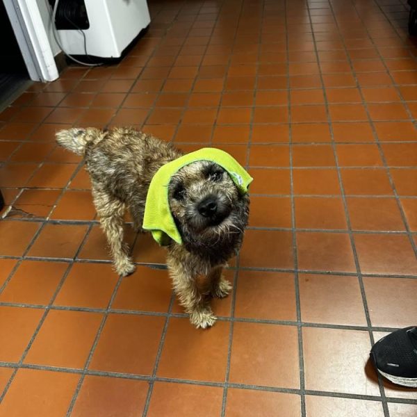 wet-dog-with-towel-after-bath